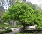Bonetero del Japón, Euonymus japonicus