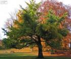 Ginkgo biloba, el Gingko o árbol de los cuarenta escudos
