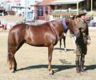 Waler caballo originario de Australia