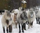 Caballo de Yakutia originario de Siberia