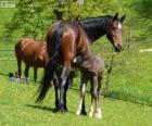 Württemberger o Württemberg, caballo originario de Alemania