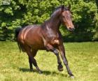 Westfaliano, caballo originario de Alemania