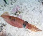 Calamar, animal marino