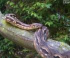 Boa terrestre de Madagascar