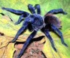Tarántula de Sazima