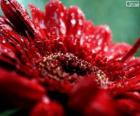 Flor roja