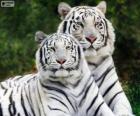 Tigres de Bengala blancos