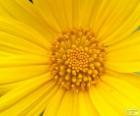 Flor amarilla