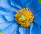 Flor azul