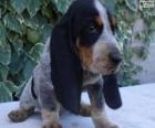 Cachorro de pequeño sabueso azul de Gascuña