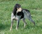 Pequeño sabueso azul de Gascuña