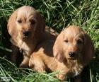 Cachorros de Basset leonado de Bretaña
