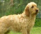Basset leonado de Bretaña