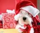 Perro con un sombrero de Papá Noel y su regalo
