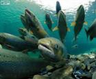 Salmones en el rio