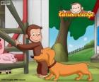 El mono George y Hundley el perro salchicha