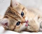 Gatito lamiendo su patita
