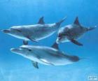 Delfines nadando en el fondo marino