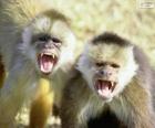 Monos capuchinos