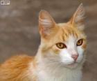 Bonito gato