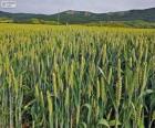 Campo de cereales en primavera