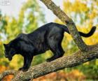 Pantera negra en una rama de un árbol