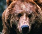 La cabeza de un gran oso
