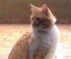 Gato marrón claro y blanco