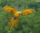 Guacamayo azulamarillo, guacamayo azul y amarillo, papagayo amarillo o paraba azul amarillo