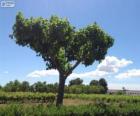 Árbol en el campo