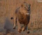 León persiguiendo a su presa