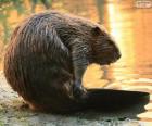 Un castor con su cola plana