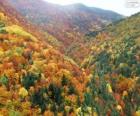 Los colores del bosque en otoño