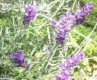 Espigas de flores de lavanda
