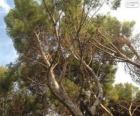 Pinos mediterráneos