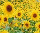 Girasoles
