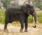 Un gran elefante