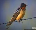 Golondrina común, ave de hábitos migratorios