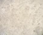 Arroz blanco