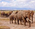 Grupo de elefantes en la gran y cálida sabana Africana