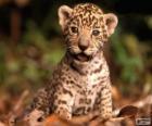 Un pequeño jaguar