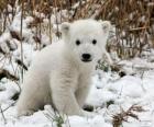 Un pequeño oso