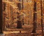 Bosque en otoño