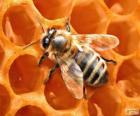 La abeja de la miel. Las abejas que producen la miel