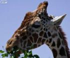 Jirafa comiendo