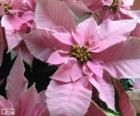 Flor de Navidad, rosa