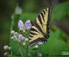 Papilio glaucus, mariposa originaria del este de Estados Unidos