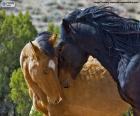 Hembra y macho de mustang. Los mustangos son los caballos salvajes de Norteamérica