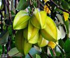 Carambola, fruta exótica