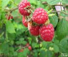 La frambuesa, conocida como fresa del bosque, es el fruto del frambueso